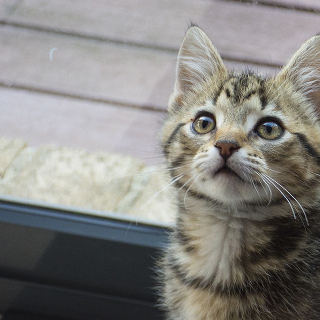 Photo of Obsidian ^^Dandy Cat Rescue^^