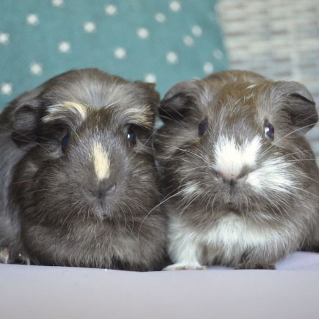 Photo of Barry And Gregory