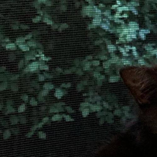 Jett ^^Dandy Cat Rescue^^