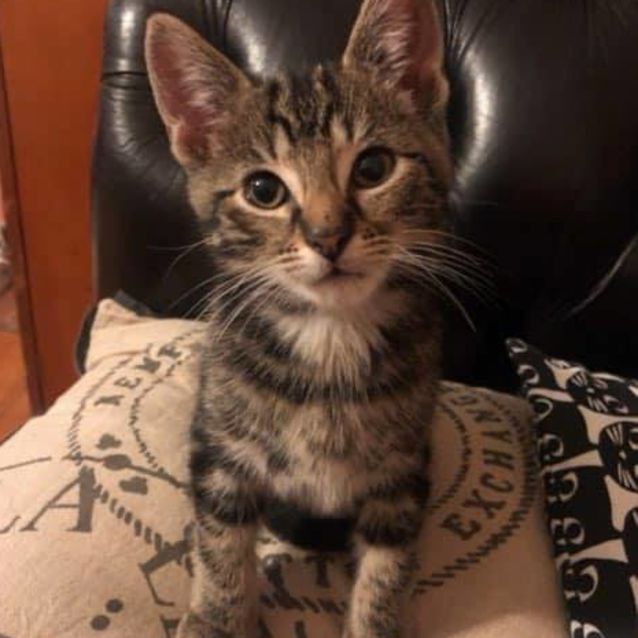 Photo of Dash **2nd Chance Cat Rescue**