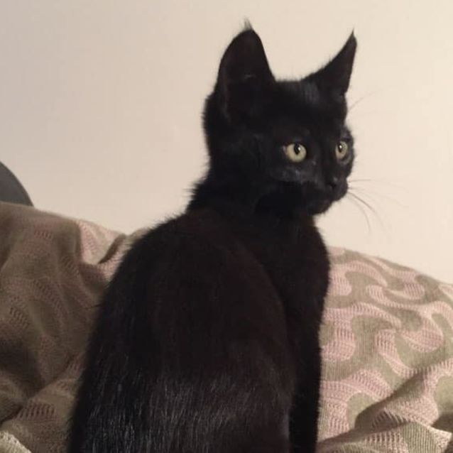 Photo of Whiskey ** 2nd Chance Cat Rescue**
