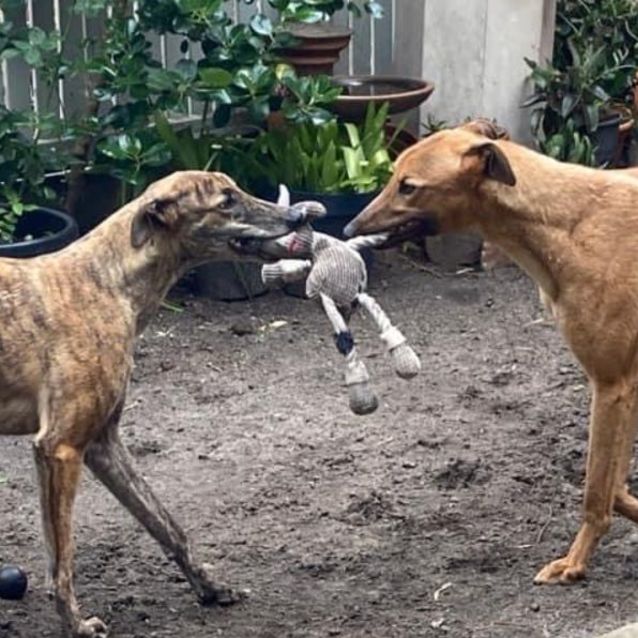 Photo of Haze And Sam