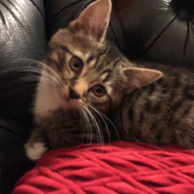 Photo of Paddy **2nd Chance Cat Rescue**