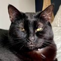 Photo of Mumma Bunjil **2nd Chance Cat Rescue**