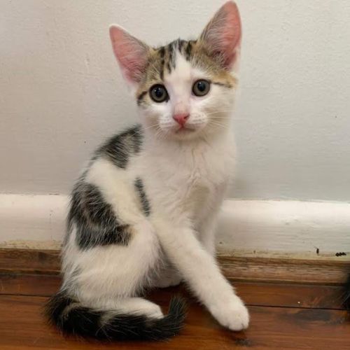 Kahlua