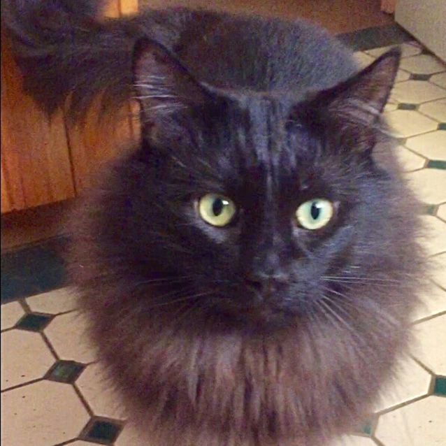 Photo of ❤ Yogi 🐾