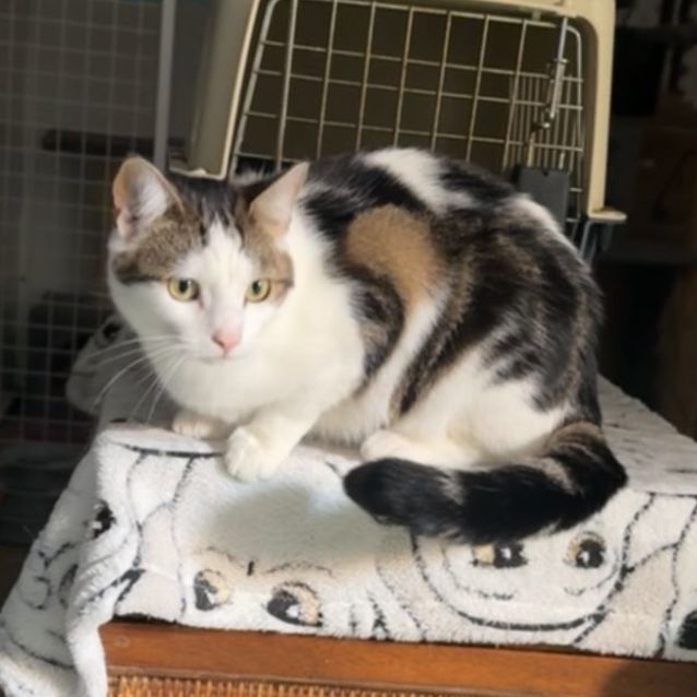 Photo of Kitty