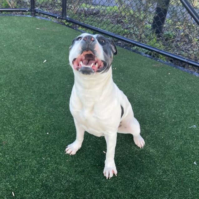 Photo of Poppy Imp 1570