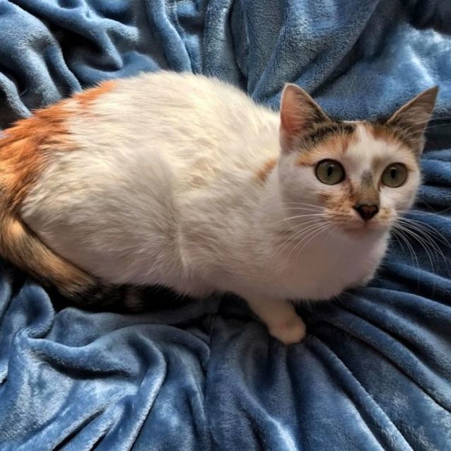 Photo of Yuki ^^Dandy Cat Rescue^^