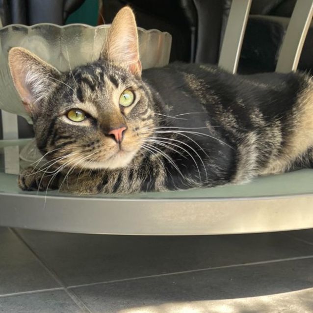 Photo of Ellington (Located In Cranbourne East)