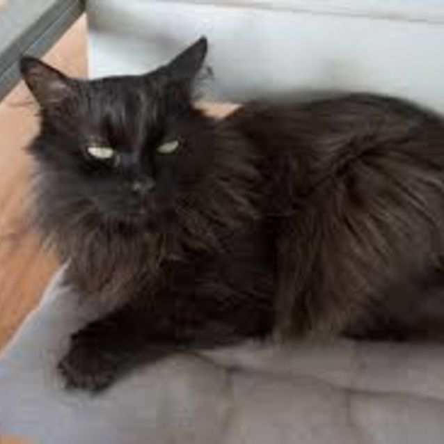 Photo of Boo