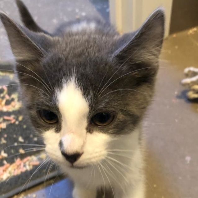 Photo of Simon   Located In Ivanhoe