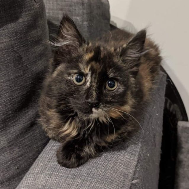 Photo of Cordelia ^^Dandy Cat Rescue^^