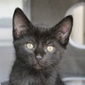 Photo of Waffles