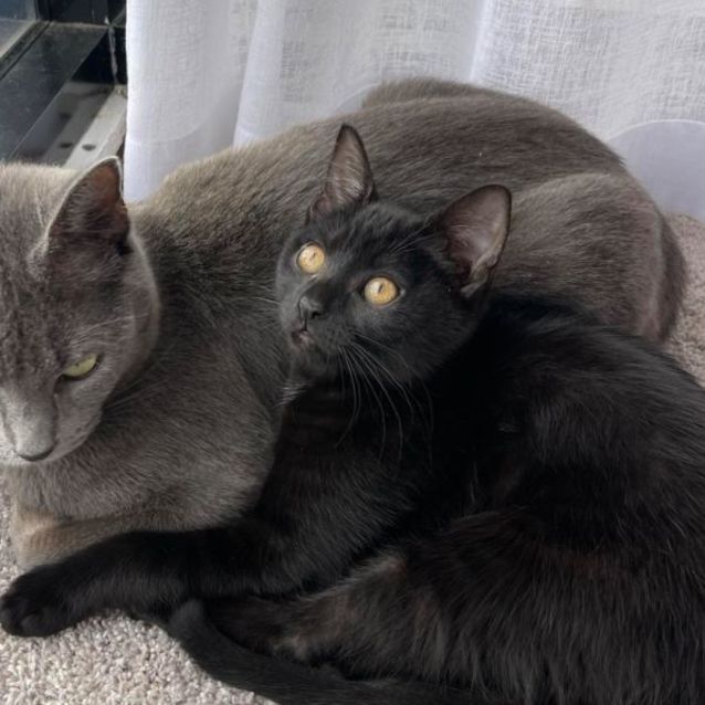 Photo of 💙 Moonlight 💙