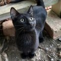 Photo of Cinder **2nd Chance Cat Rescue**
