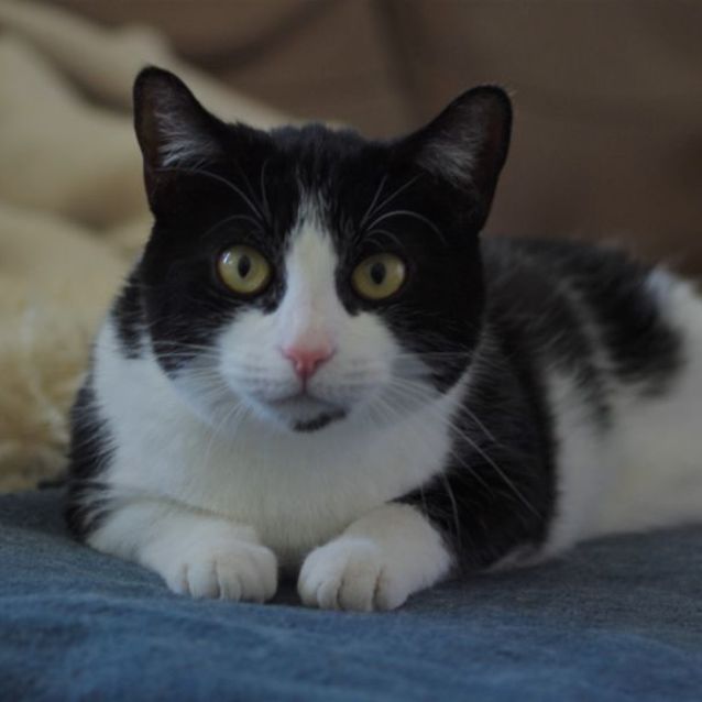 Photo of Tigey   Sweet Love Bug