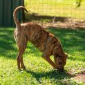 Photo of Mustang