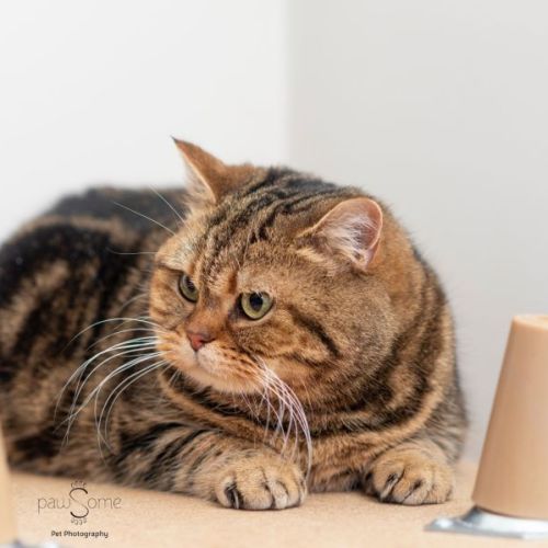 Sarah Jane **2nd Chance Cat Rescue**