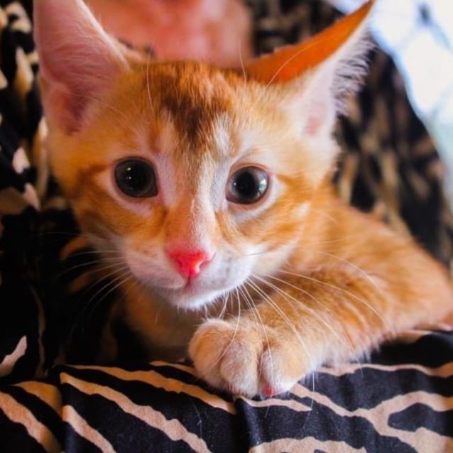 Photo of Versace  Male Kitten