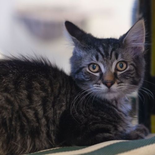 Gilbert ** 2nd Chance Cat Rescue**