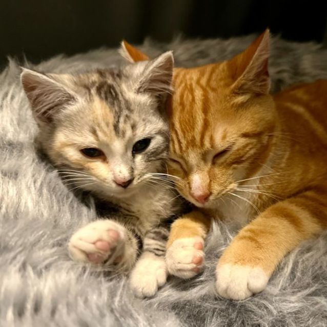 Photo of Charizard (Chari) **2nd Chance Cat Rescue**