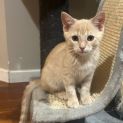 Photo of Oakie **2nd Chance Cat Rescue**