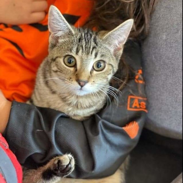 Photo of Tora 