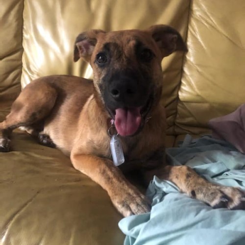 Puppy Maple DL2328
