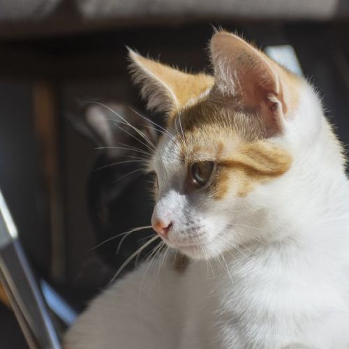 Professor Trelawney ^^Dandy Cat Rescue^^