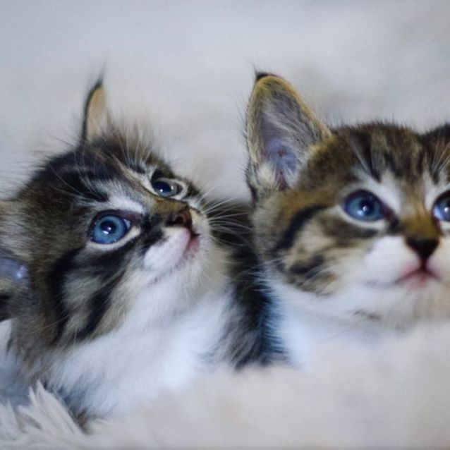 Photo of ❤️ Pepper ❤️