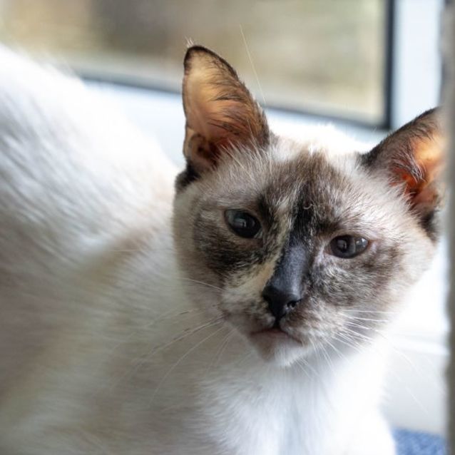 Photo of Tira   1 Year Old Female Cat