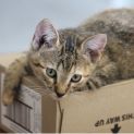 Photo of Daisy 12 Week Female Kitten
