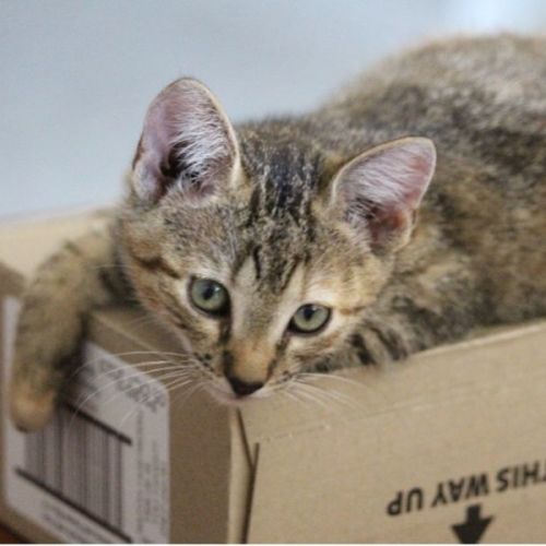 Daisy- 12 Week Female Kitten