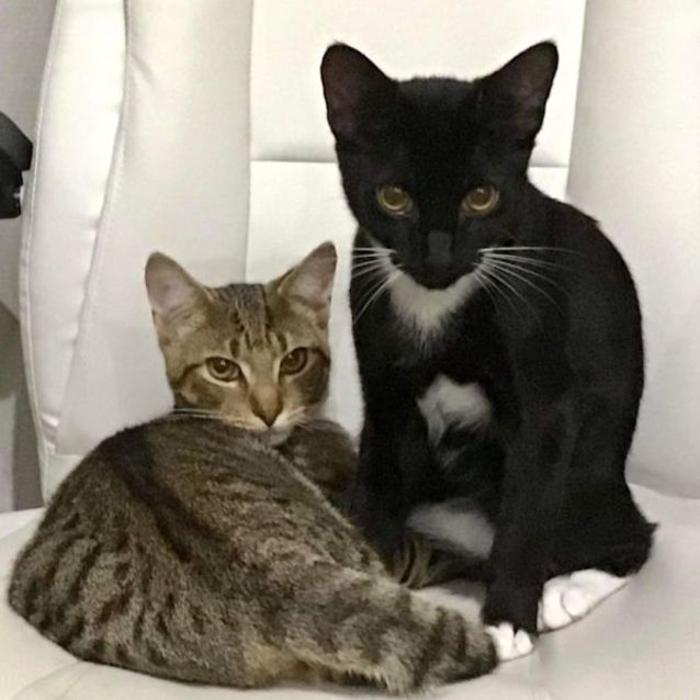 Photo of Magpie And Tiga 