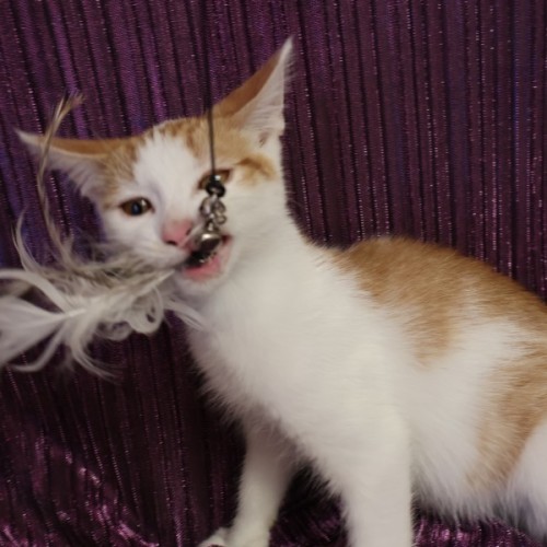 No photo for Mugatu