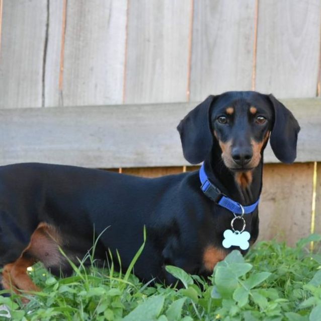 Dachshund sneakers store