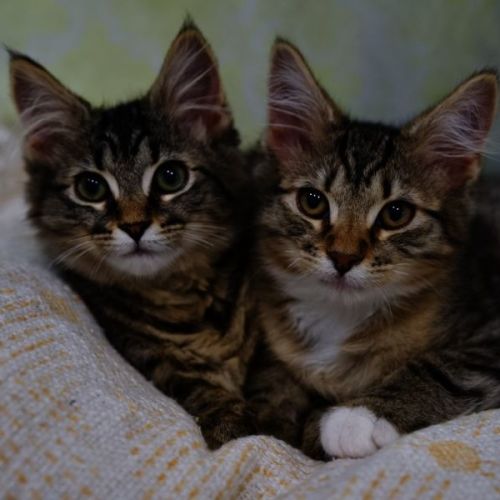 Django & Tippy 🐈‍⬛🌺