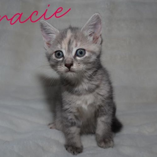 Gracie