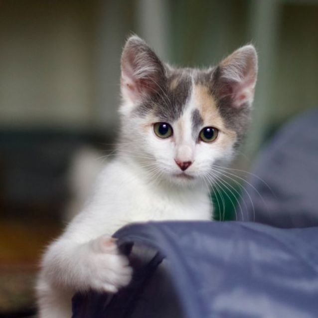 Photo of 💛 Sachi 💛