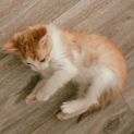 Photo of Timone  Male Kitten (On Trial 08/05/2022)