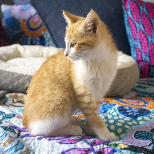 Mary-Kate ^^Dandy Cat Rescue^^