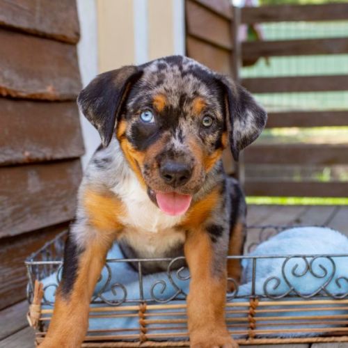 Kalani ~ Catahoula X Puppy (on trial 24/1/22)