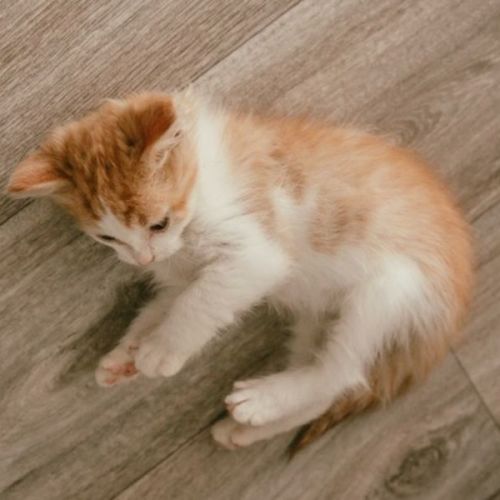 Timone- Male Kitten (on trial 08/05/2022)