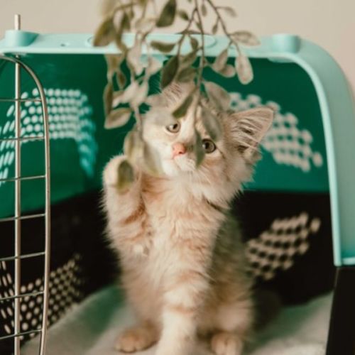 Simba (on trial 16/04/2022)