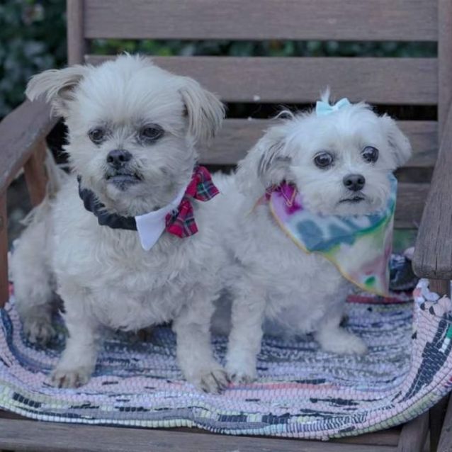 Photo of Zeke & Ruby ~ (On Trial 31/07/21)
