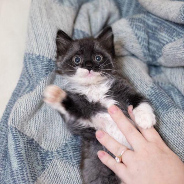 Photo of Chino  Male Kitten (On Trial 04/03/2022)
