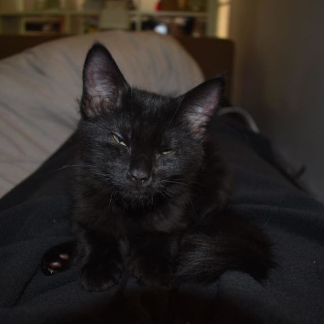 Photo of Cora