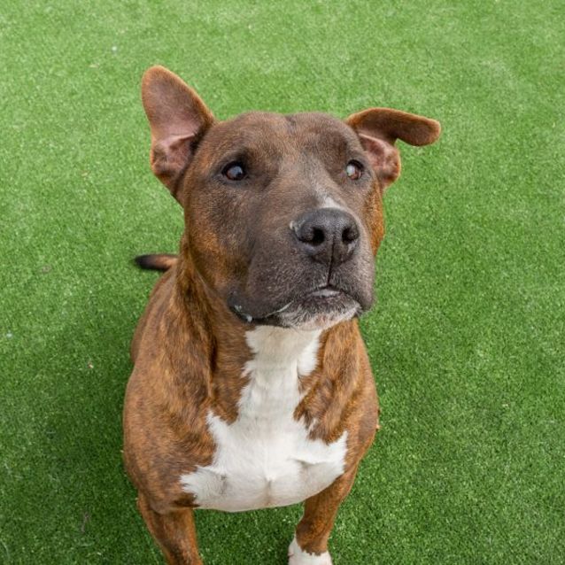 Photo of Butch Imp 774