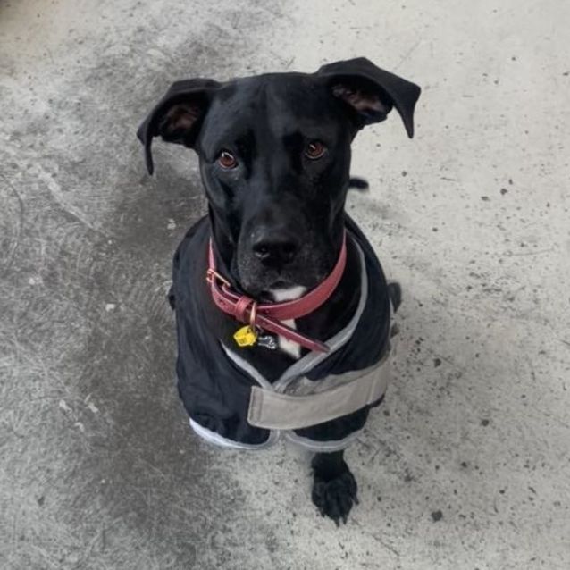 Photo of Kimmy   Terrific Tripod   Foster Carer Needed!